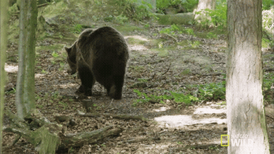 Bear Walking Through Woods National Geographic GIF