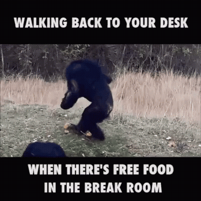 Bear Walking To Desk For Free Food In Break Room GIF