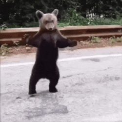 Bear Wave GIF