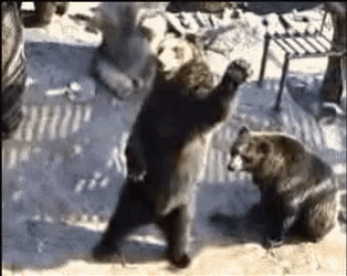Bear Waving And Calling GIF