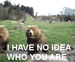 Bear Waving And Have No Idea GIF