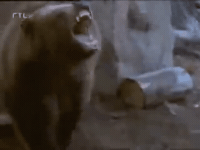 Bear With Mouth Open And RTL Letters GIF