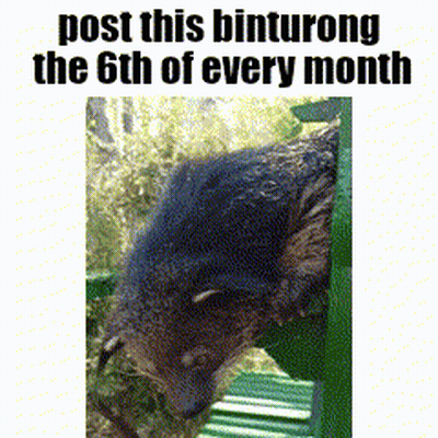Bear With Text Post This Binturong The 6Th Of Every Month GIF