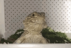 Bearded Dragon Agrees GIF