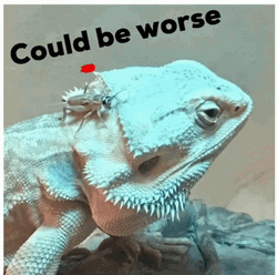 Bearded Dragon And Insect Could Be Worse GIF