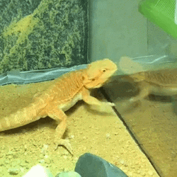 Bearded Dragon Attacking Itself GIF