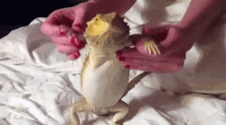 Bearded Dragon Dancing Lizard GIF