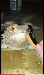 Bearded Dragon Eats Gummy Worm GIF
