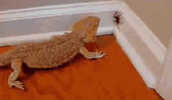 Bearded Dragon Eats Spider GIF