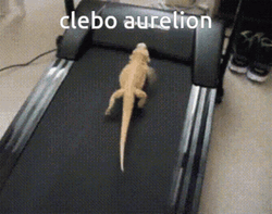 Bearded Dragon Exercise Thread Mill GIF