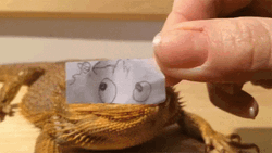 Bearded Dragon Eye Drawing GIF