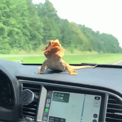 Bearded Dragon In The Car GIF