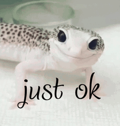 Bearded Dragon Just Okay GIF
