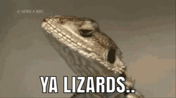Bearded Dragon Lizard Looking Around GIF