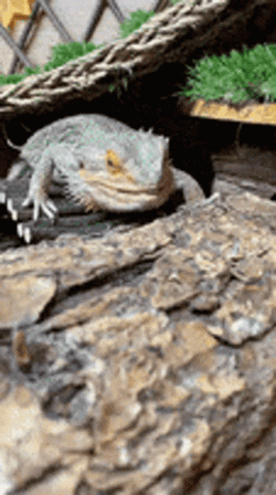 Bearded Dragon Nod GIF