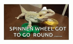 Bearded Dragon On A Fidget Spinner GIF