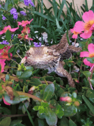 Bearded Dragon On Flowers GIF