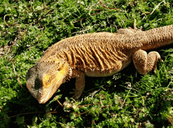 Bearded Dragon On Grass GIF