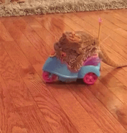 Bearded Dragon Rides Car GIF
