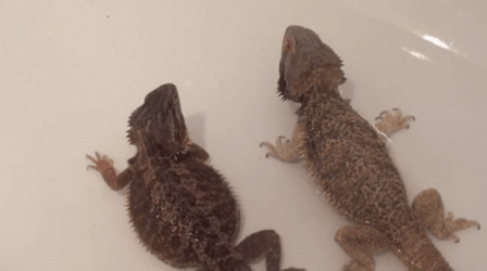 Bearded Dragon Talking A Bath GIF