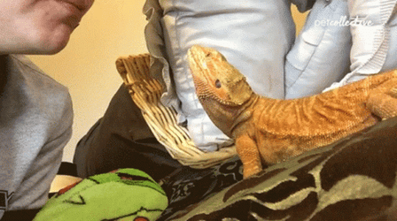 Bearded Dragon Tongue Out GIF
