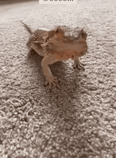 Bearded Dragon Walking On Carpet GIF