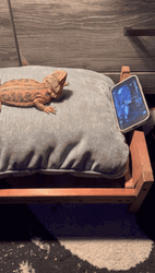 Bearded Dragon Watching GIF