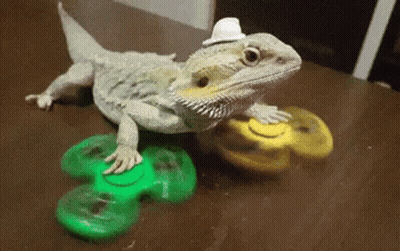 Bearded Dragon Wearing Hat Playing With Fidget Spinner GIF