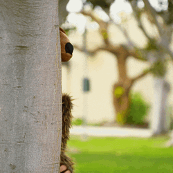 Bearded Guy In Mascot Bear Waving GIF