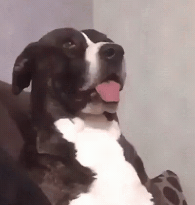 Bearded Man In Black Adidas Hat GIF