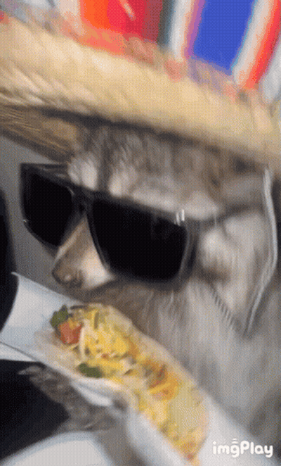 Bearded Man In Damn Shirt GIF