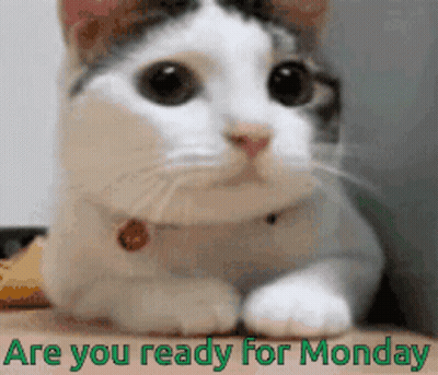 Bearded Man In Hat Saying Not Monday GIF
