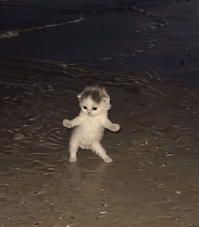 Bearded Man In Sunglasses And Pink Shirt GIF