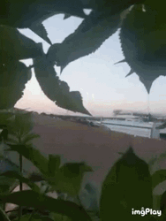 Bearded Man Lurking GIF