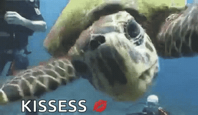 Bearded Man Making Funny Face Saying Still GIF