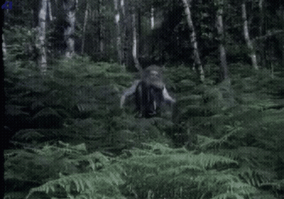 Bearded Man Standing In Forest GIF
