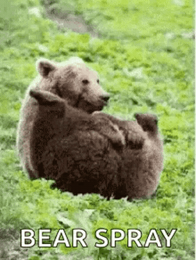 Bears Laying In Grass GIF