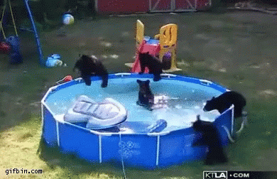 Bears Playing In Pool GIF