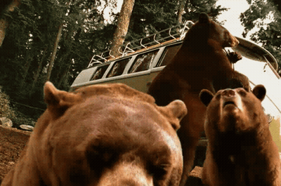 Bears Standing In Front Of Van With Kayak GIF