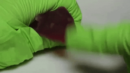 Beating Gummy Rat Candy Jellygummies GIF