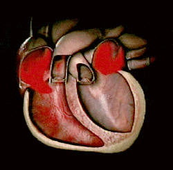 Beating Heart Human Anatomy Blood Flow Animation GIF