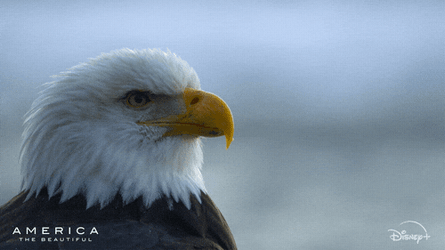 Beautiful Bald Eagle Turning Head GIF
