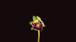 Beautiful Blooming Flores GIF