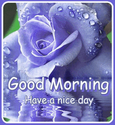 Beautiful Cute Good Morning Purple Rose GIF