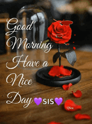 Beautiful Cute Good Morning Red Rose GIF