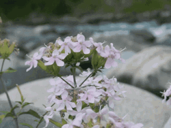 Beautiful Flower Happy Sabbath GIF