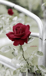 Beautiful Flowers Garden Roses Backyard GIF