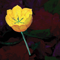 Beautiful Flowers Glowing Luminous  GIF