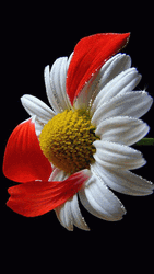 Beautiful Flowers Petals Falling Common Daisy GIF