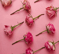 Beautiful Flowers Pink Peach Roses GIF